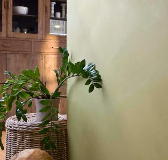 Kamerplant tegen groene muur